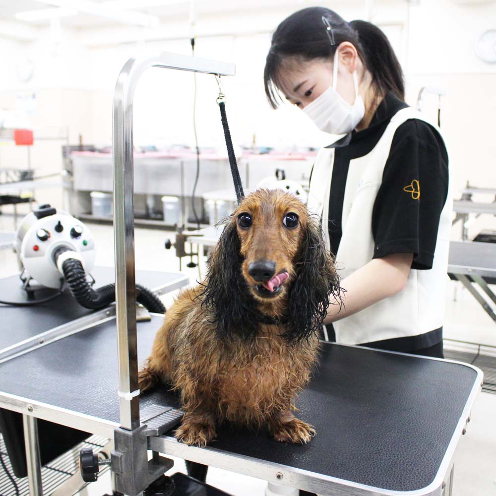 ２年生、お客様犬のトリミング☆